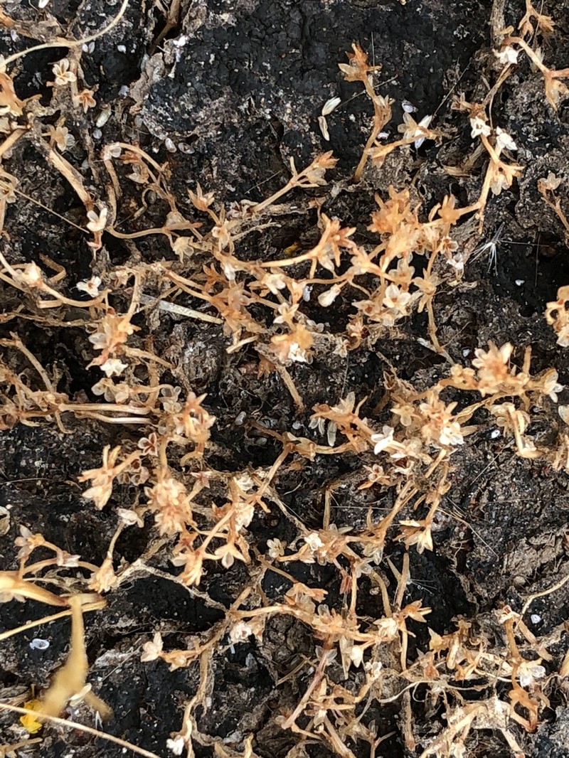 Smooth-Seed Pygmyweed photo 7