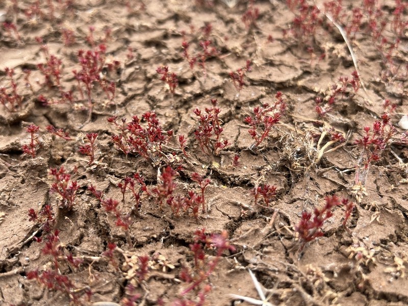 Smooth-Seed Pygmyweed photo 8