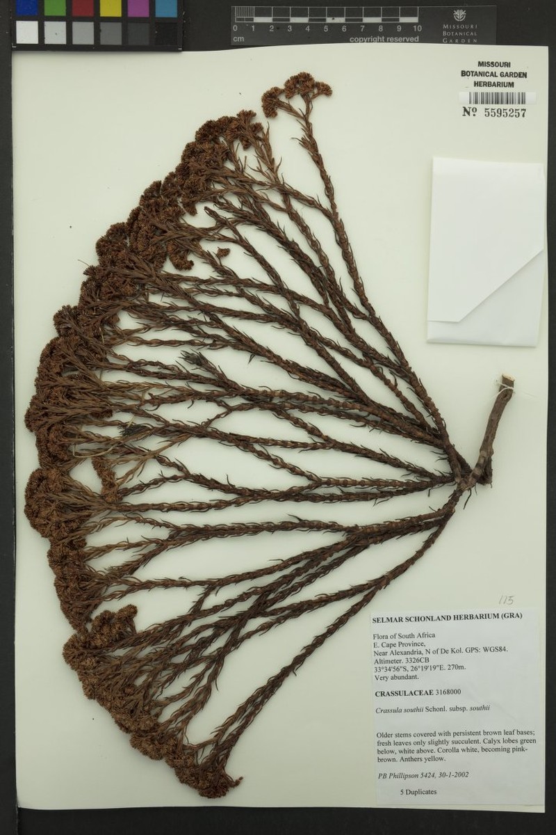 Crassula southii subsp. southii