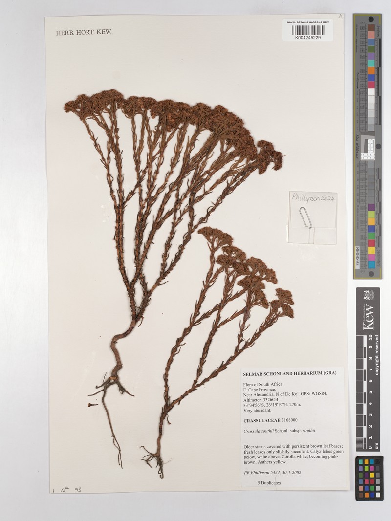 Crassula southii subsp. southii photo 2