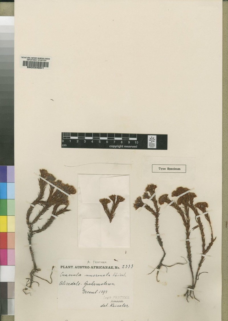 Crassula southii subsp. southii photo 3
