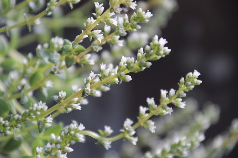 Crassula stylesii