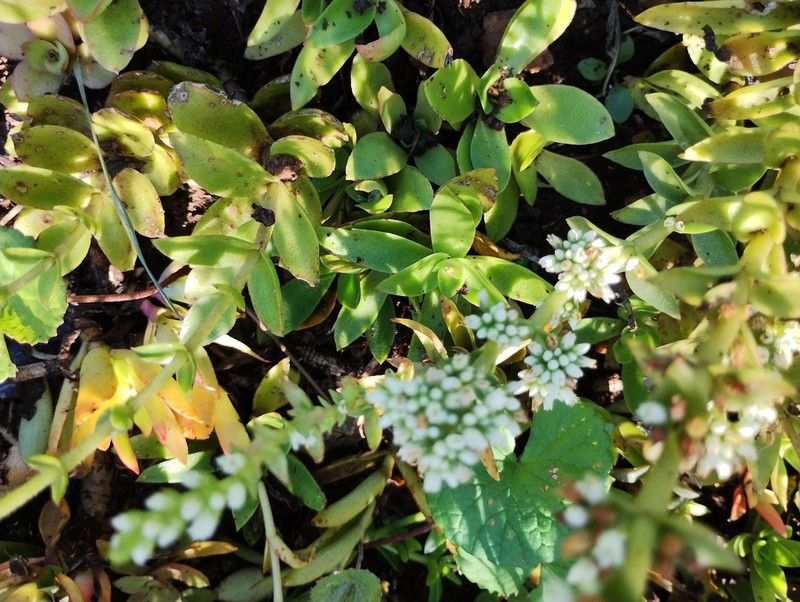 Crassula stylesii photo 2