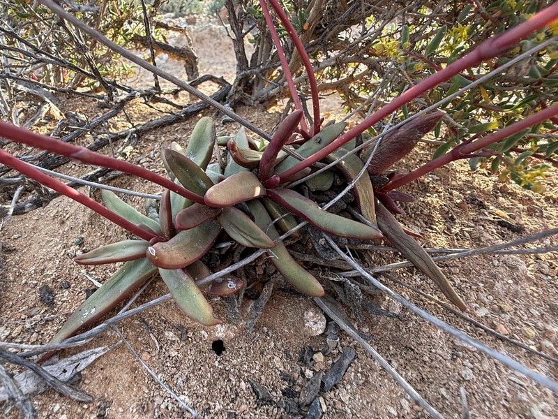 Crassula subacaulis subsp. subacaulis
