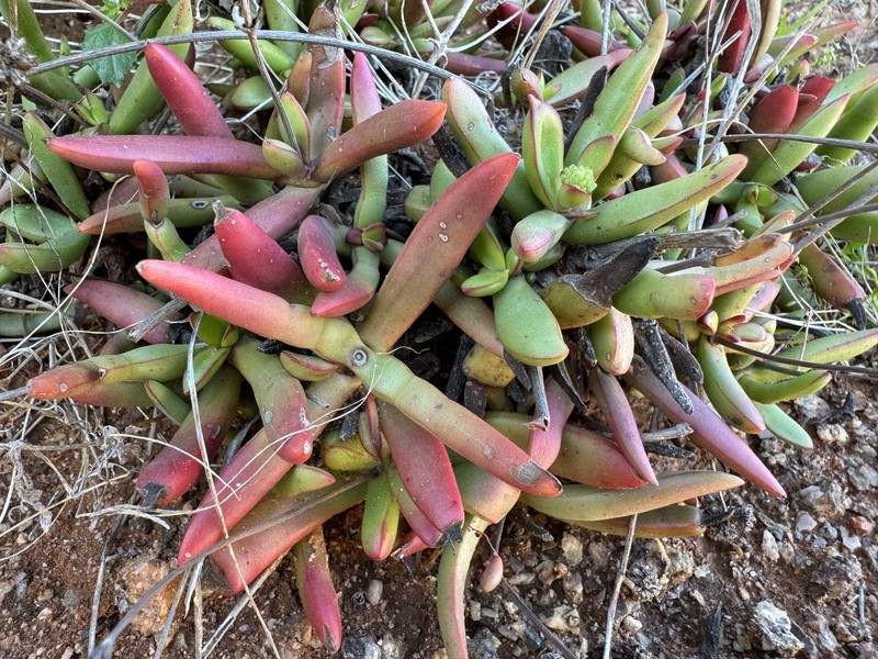 Crassula subacaulis subsp. subacaulis photo 2