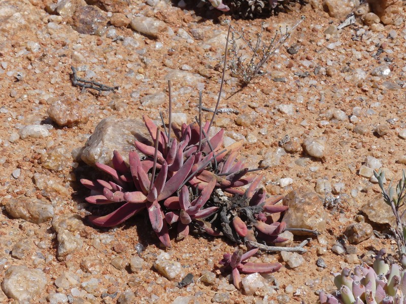 Crassula subacaulis subsp. subacaulis photo 3