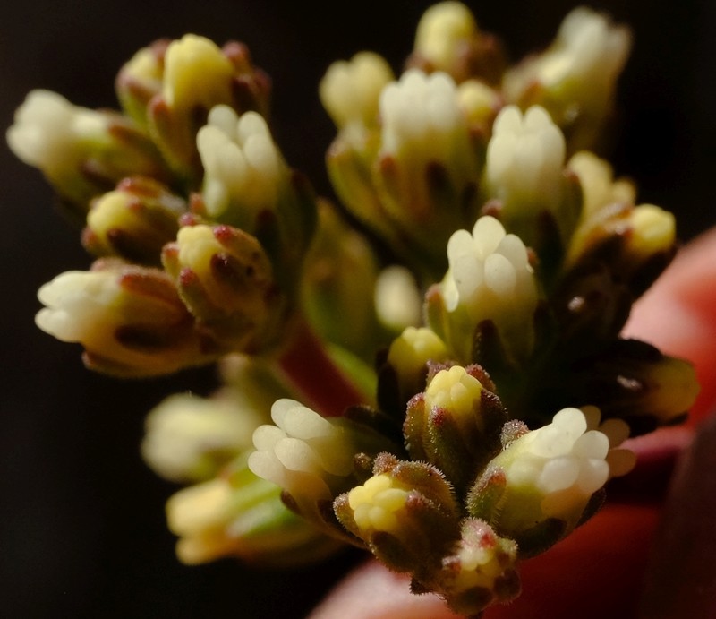 Crassula subacaulis subsp. subacaulis photo 4