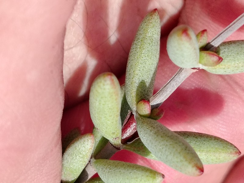 Crassula subaphylla var. subaphylla