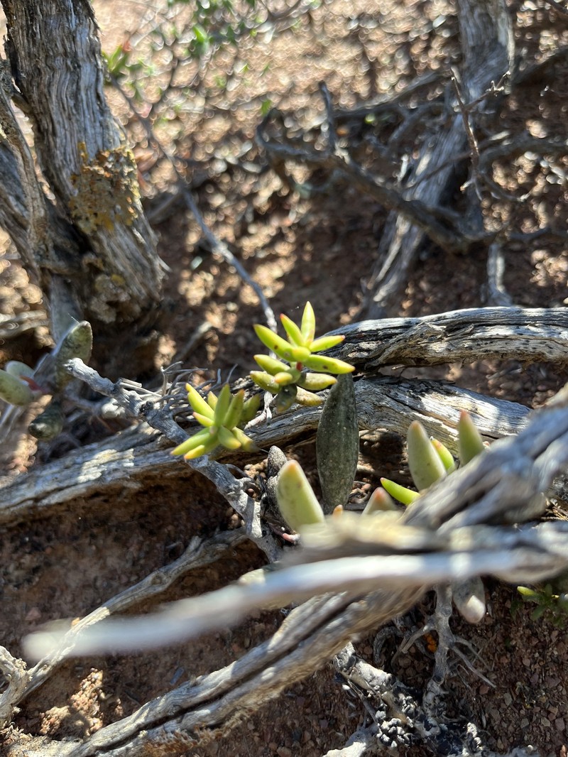 Crassula subaphylla var. subaphylla photo 2
