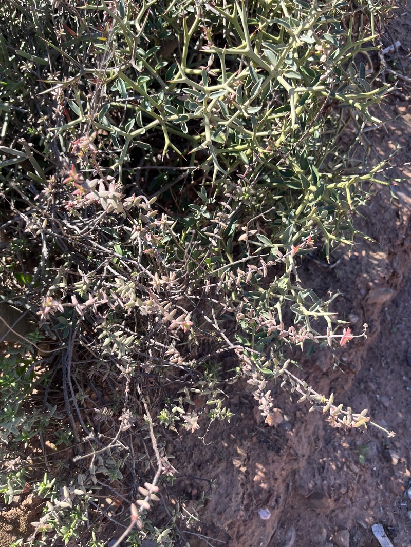 Crassula subaphylla var. subaphylla photo 3