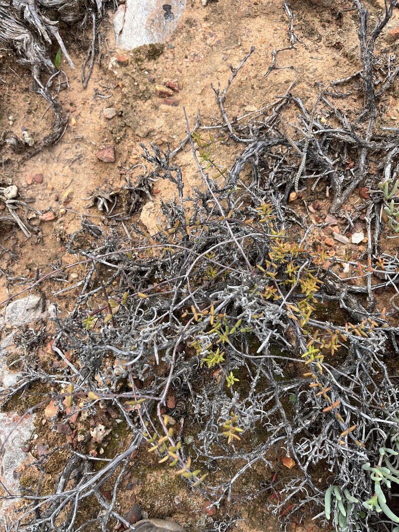 Crassula subaphylla var. subaphylla photo 4