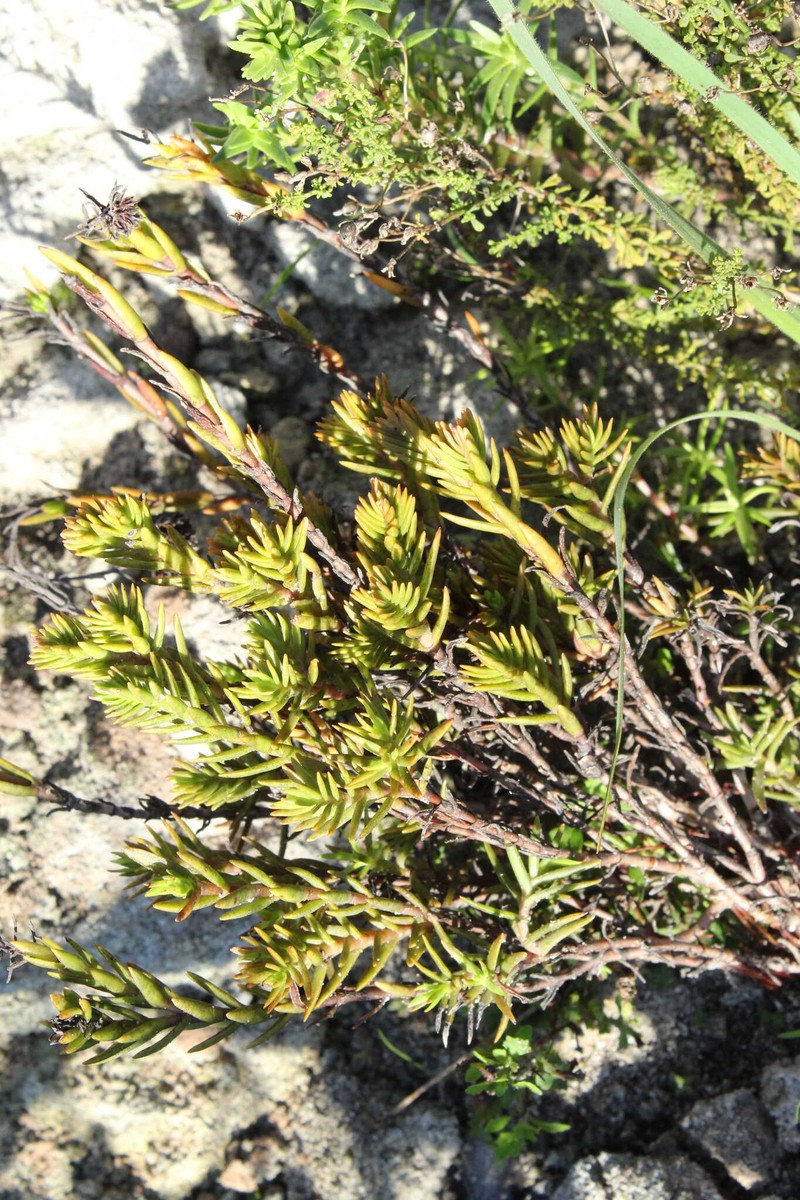 Crassula subulata var. subulata