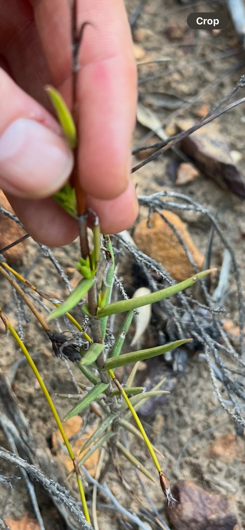 Crassula subulata var. subulata photo 2