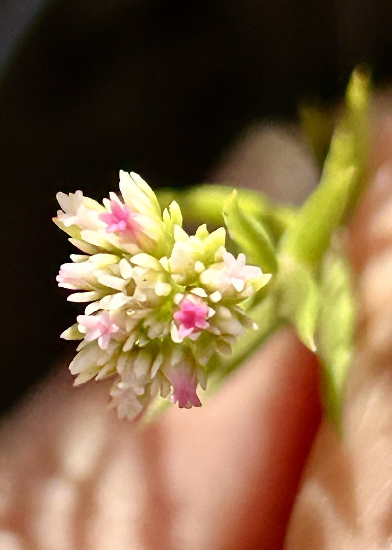 Crassula subulata var. subulata photo 3