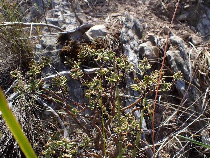 Crassula tetragona subsp. tetragona