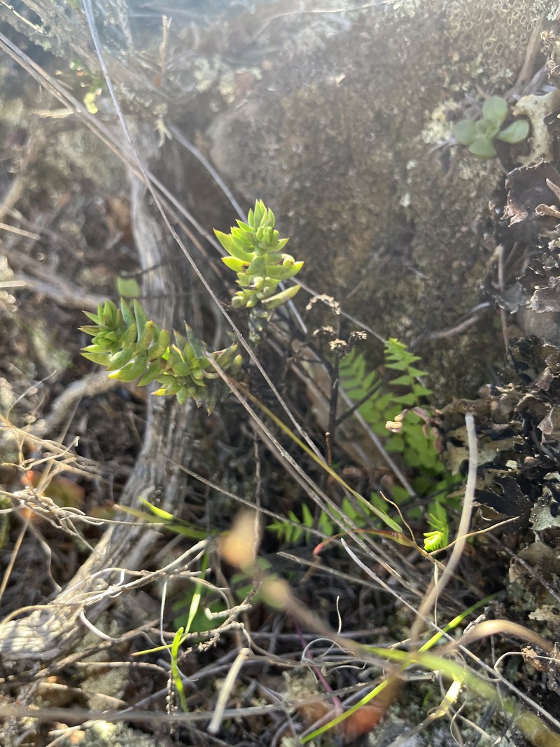 Crassula tetragona subsp. tetragona photo 2