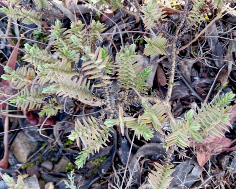 Crassula tetragona subsp. tetragona photo 3
