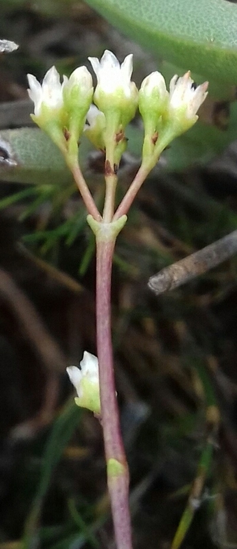 Crassula tetragona subsp. tetragona photo 4