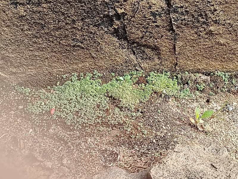 Crassula thunbergiana subsp. thunbergiana