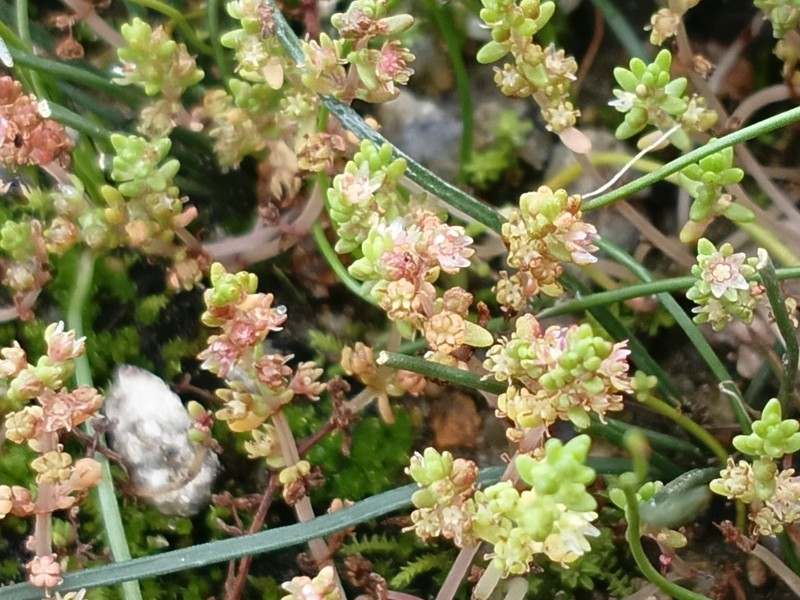 Crassula thunbergiana subsp. thunbergiana photo 2