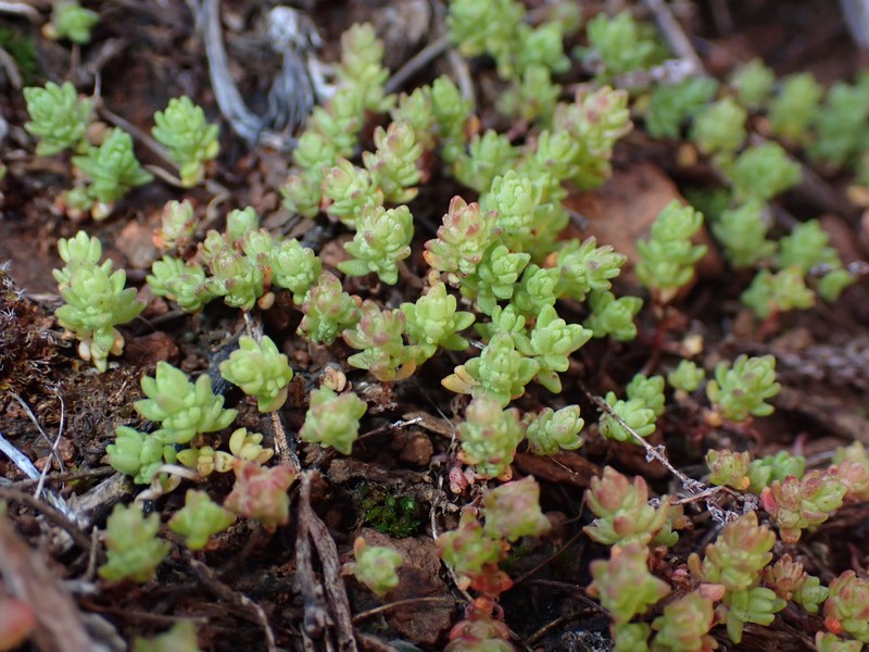 Crassula thunbergiana subsp. thunbergiana photo 3