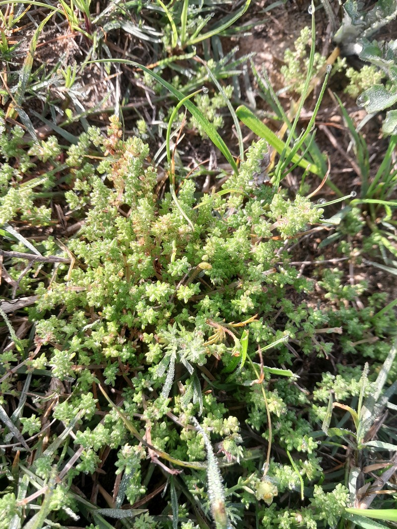 Crassula thunbergiana subsp. thunbergiana photo 4