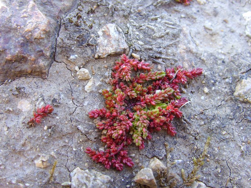 Moss Pygmyweed