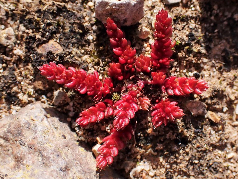 Moss Pygmyweed photo 2