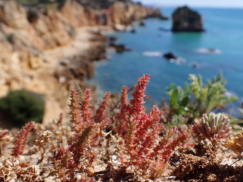 Moss Pygmyweed photo 3