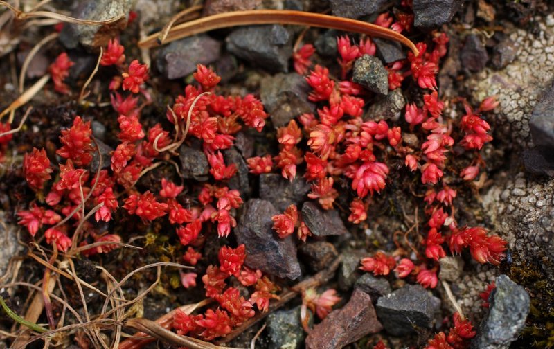 Moss Pygmyweed photo 4