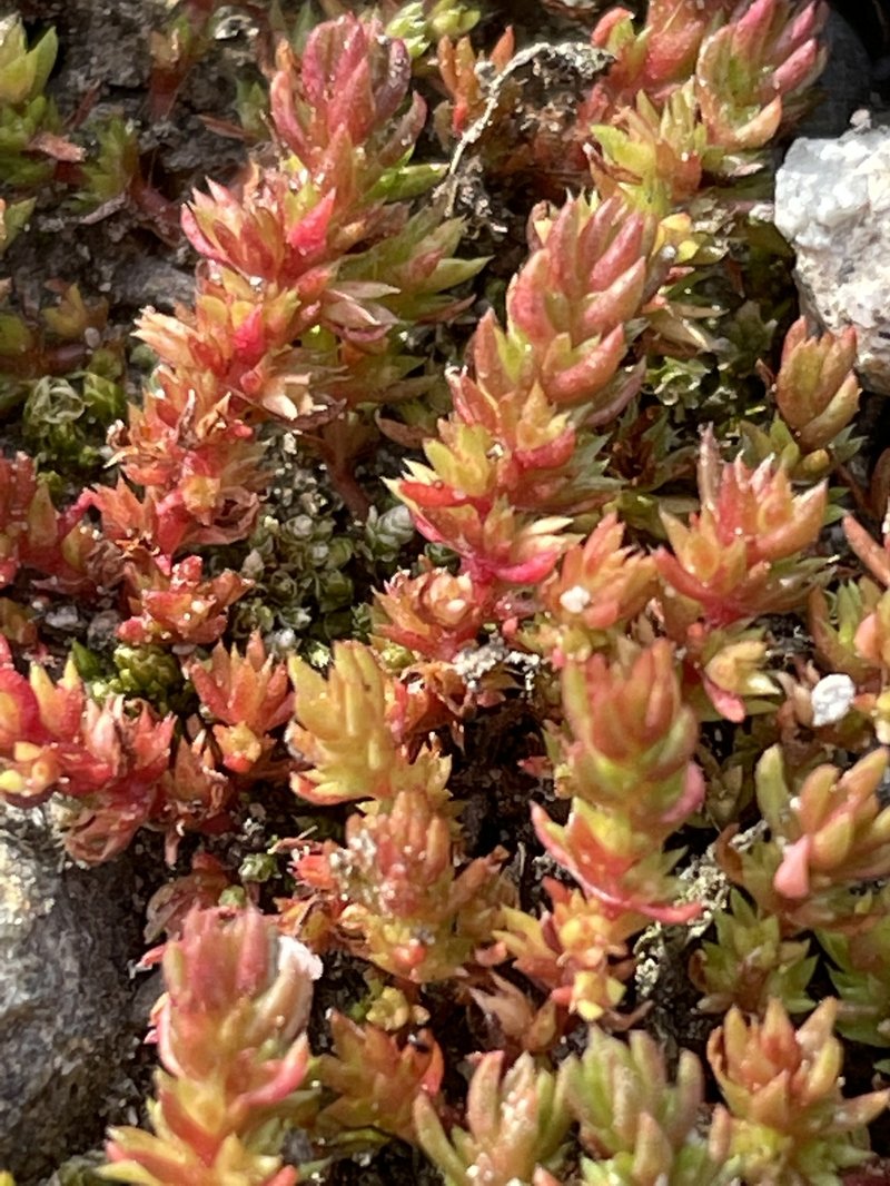 Moss Pygmyweed photo 5