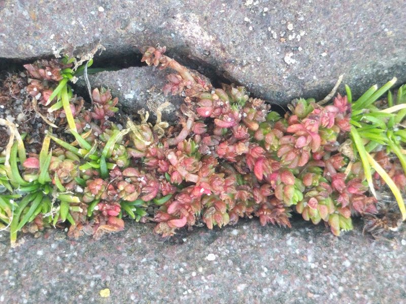 Moss Pygmyweed photo 6