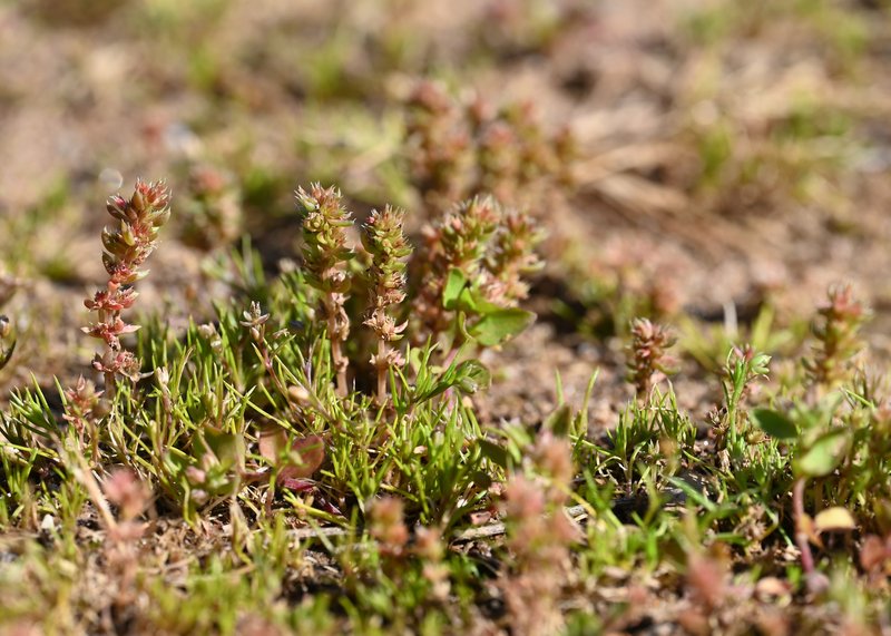 Moss Pygmyweed photo 7