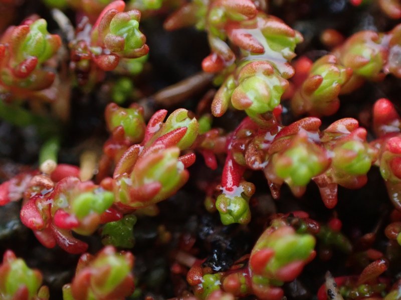 Moss Pygmyweed photo 8