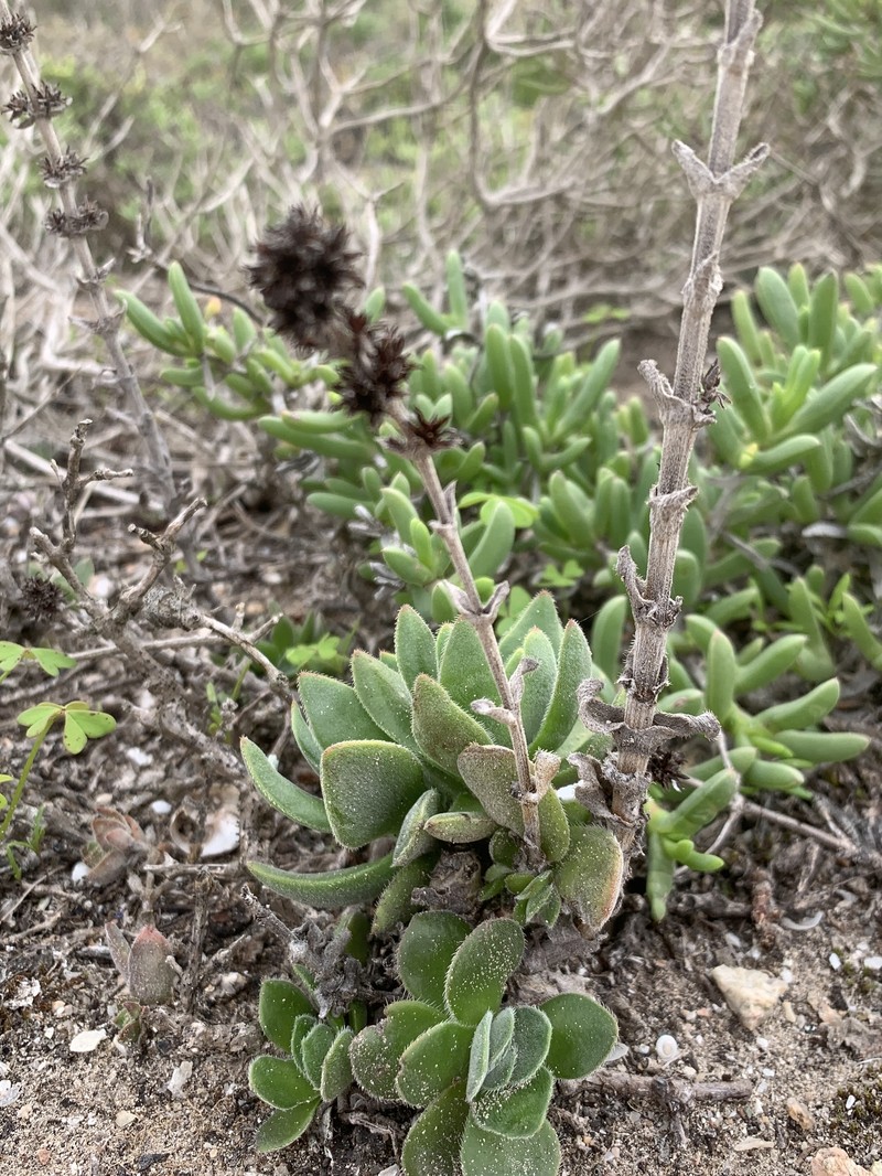 Crassula tomentosa var. tomentosa