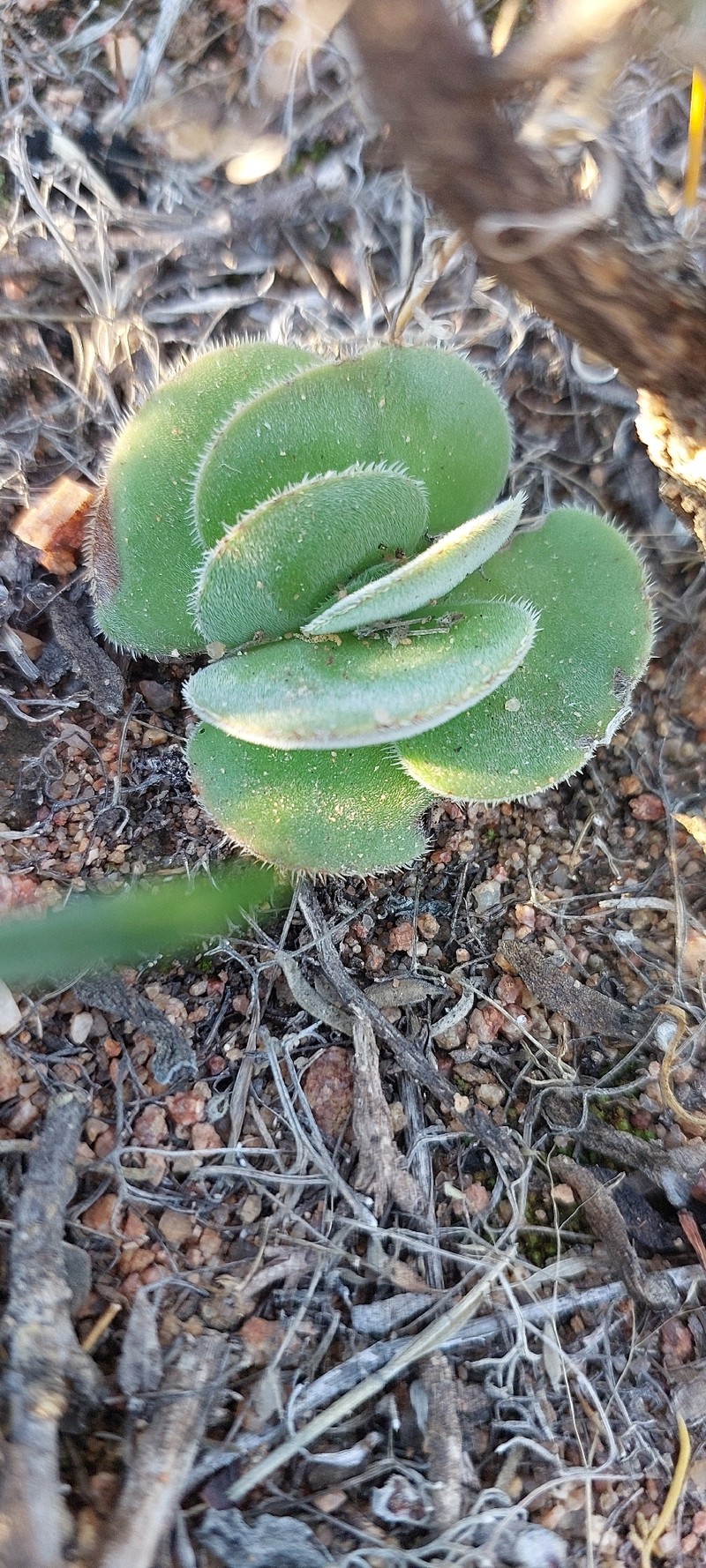 Crassula tomentosa var. tomentosa photo 2