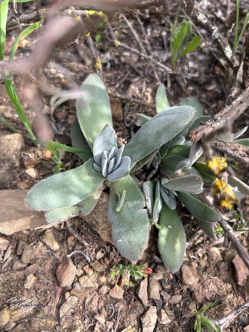 Crassula tomentosa var. tomentosa photo 3