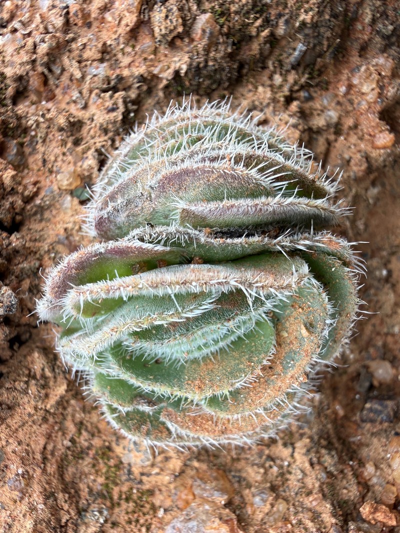 Crassula tomentosa var. tomentosa photo 4