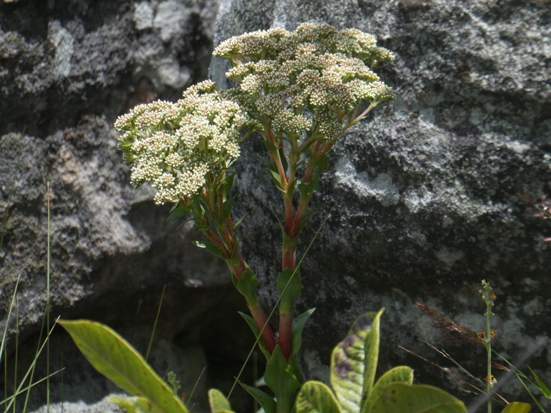 Crassula vaginata subsp. vaginata
