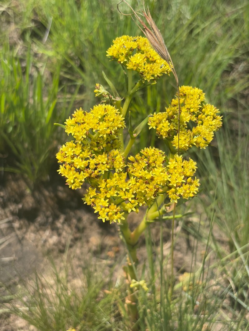 Crassula vaginata subsp. vaginata photo 2