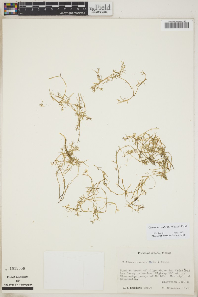 Pricklyseed Pygmyweed