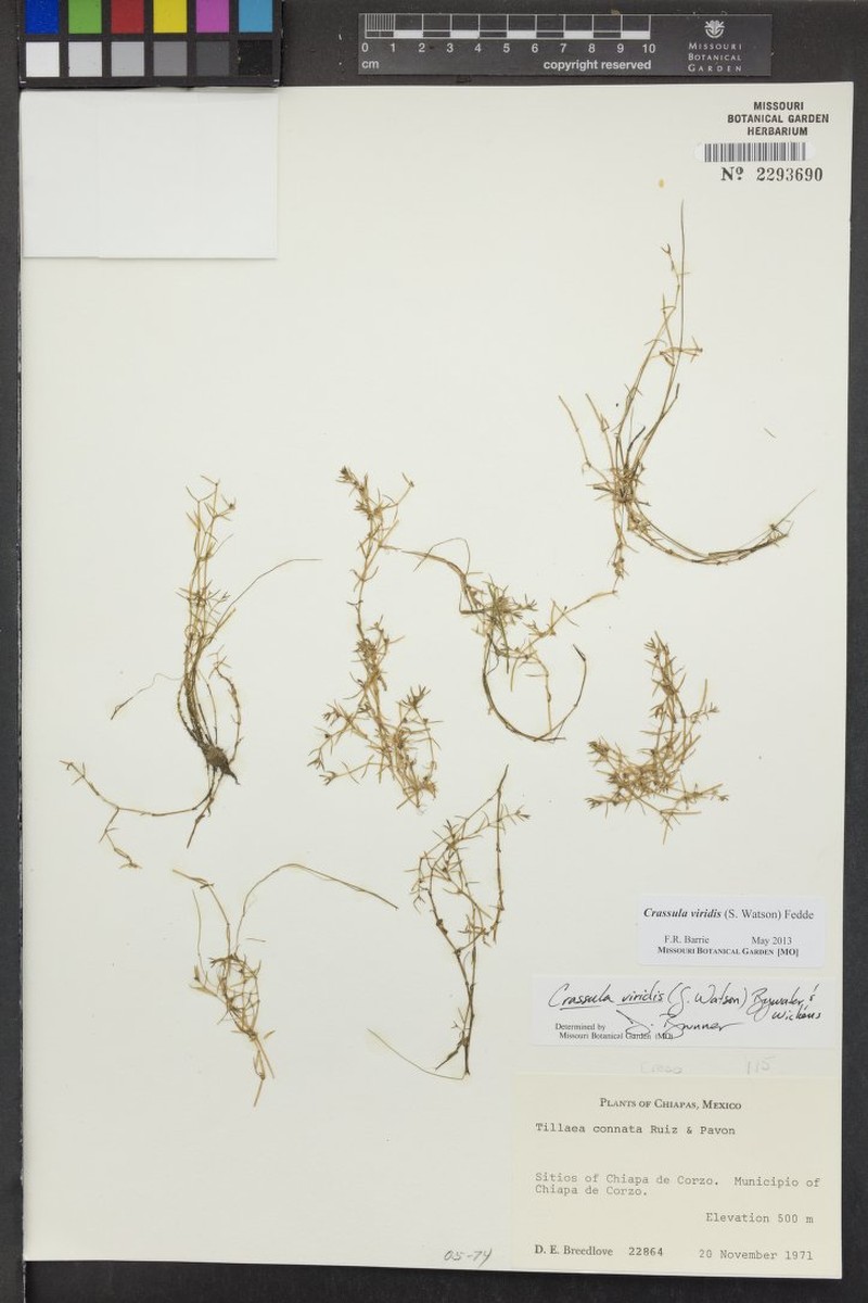 Pricklyseed Pygmyweed photo 2