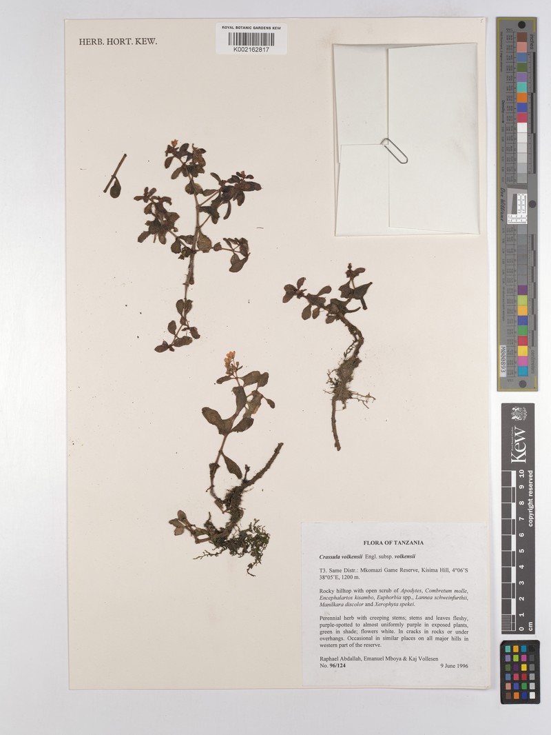 Crassula volkensii subsp. volkensii