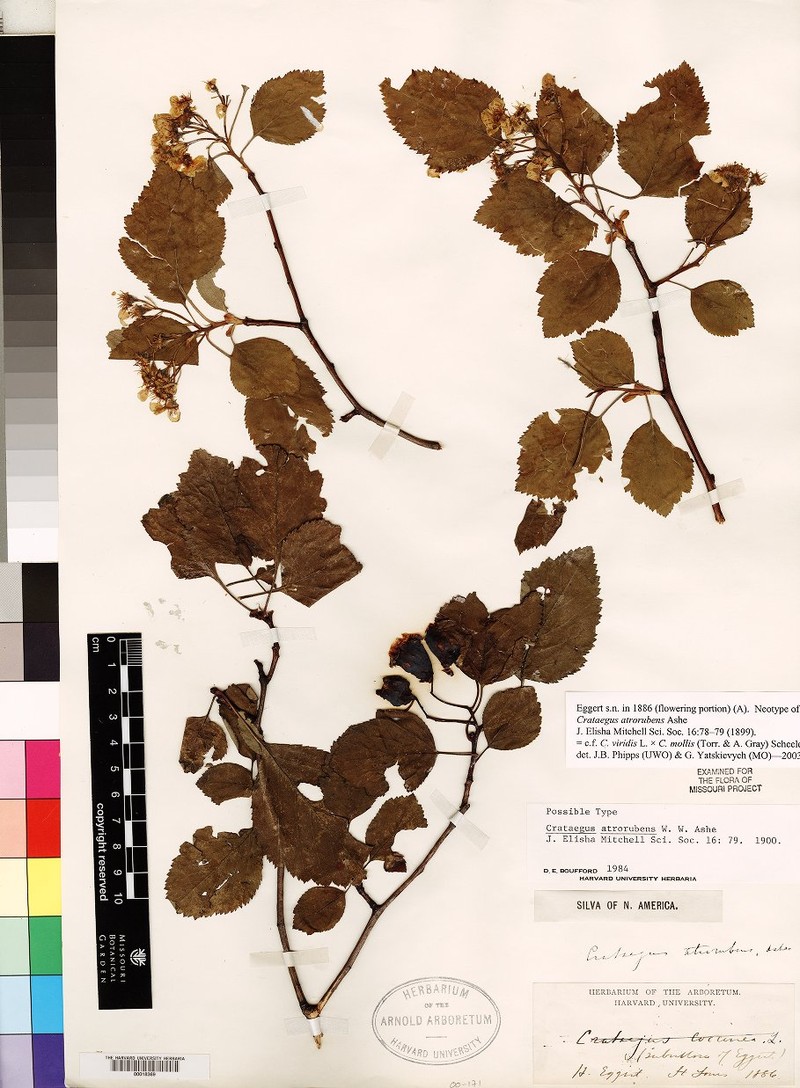 Sutherland Hawthorn