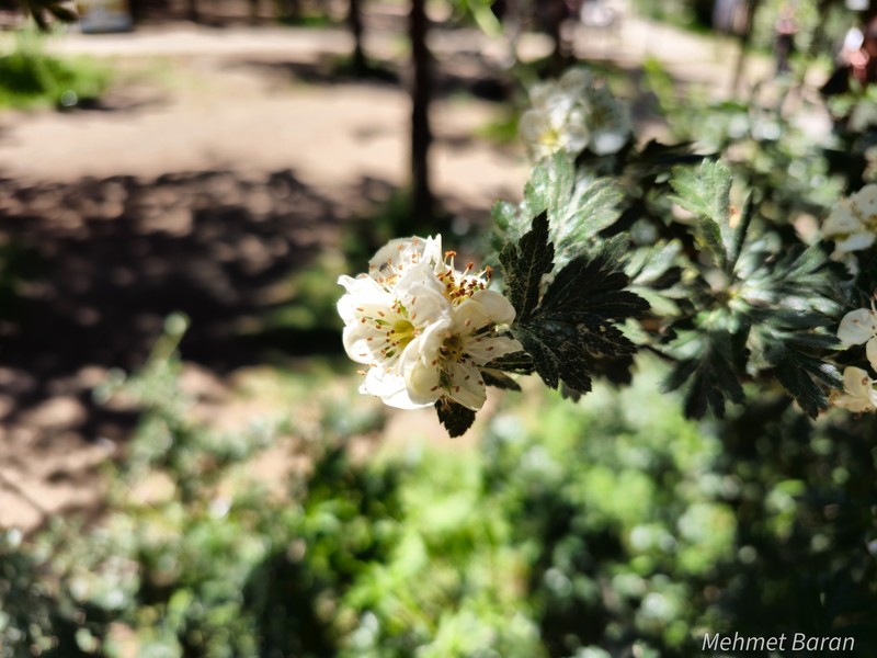 Crataegus × bornmuelleri