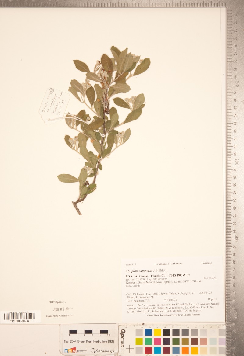 Stern's Medlar photo 5
