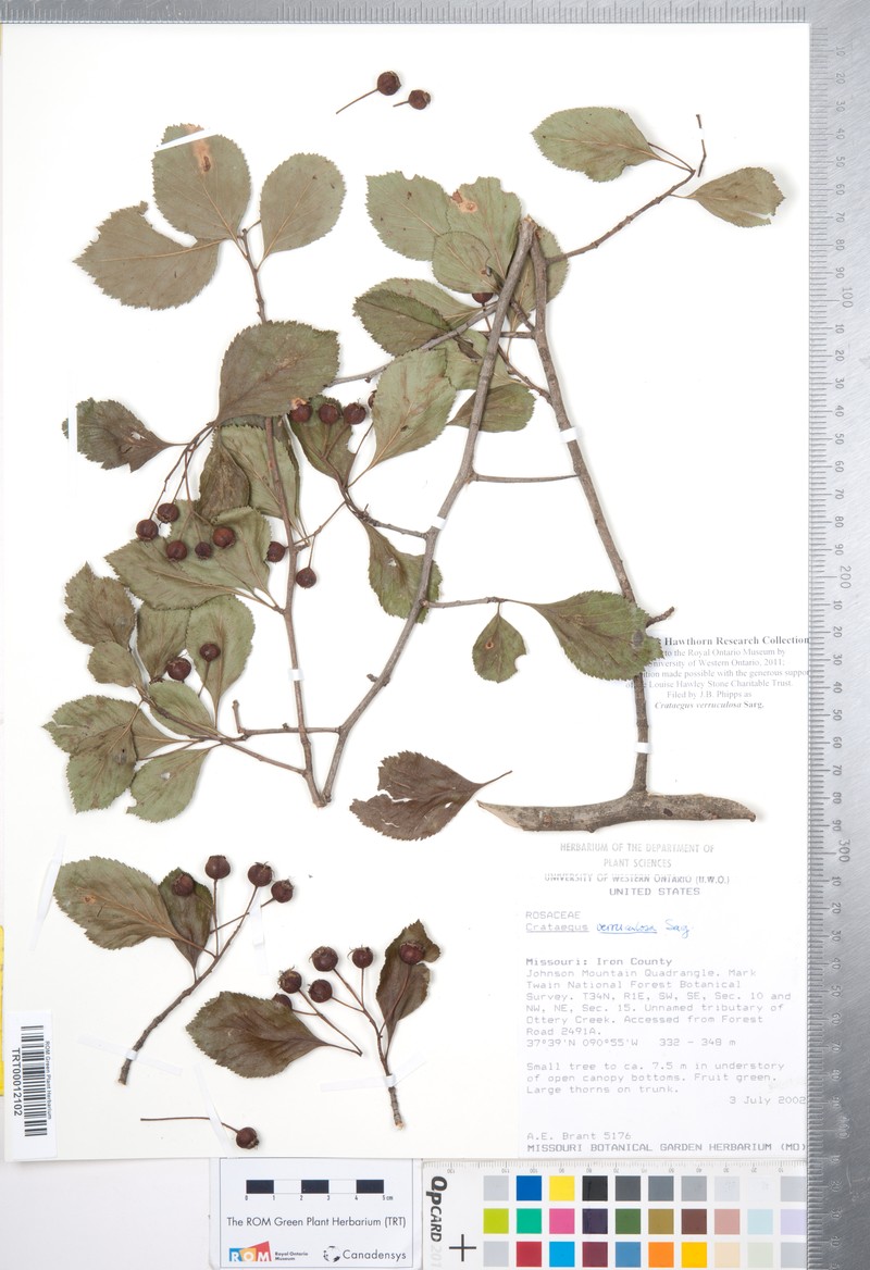 Crataegus × collicola