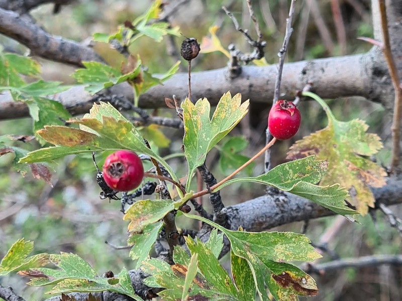 Crataegus × daghestanica