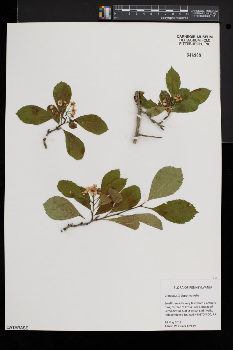 Spreading Hawthorn photo 4