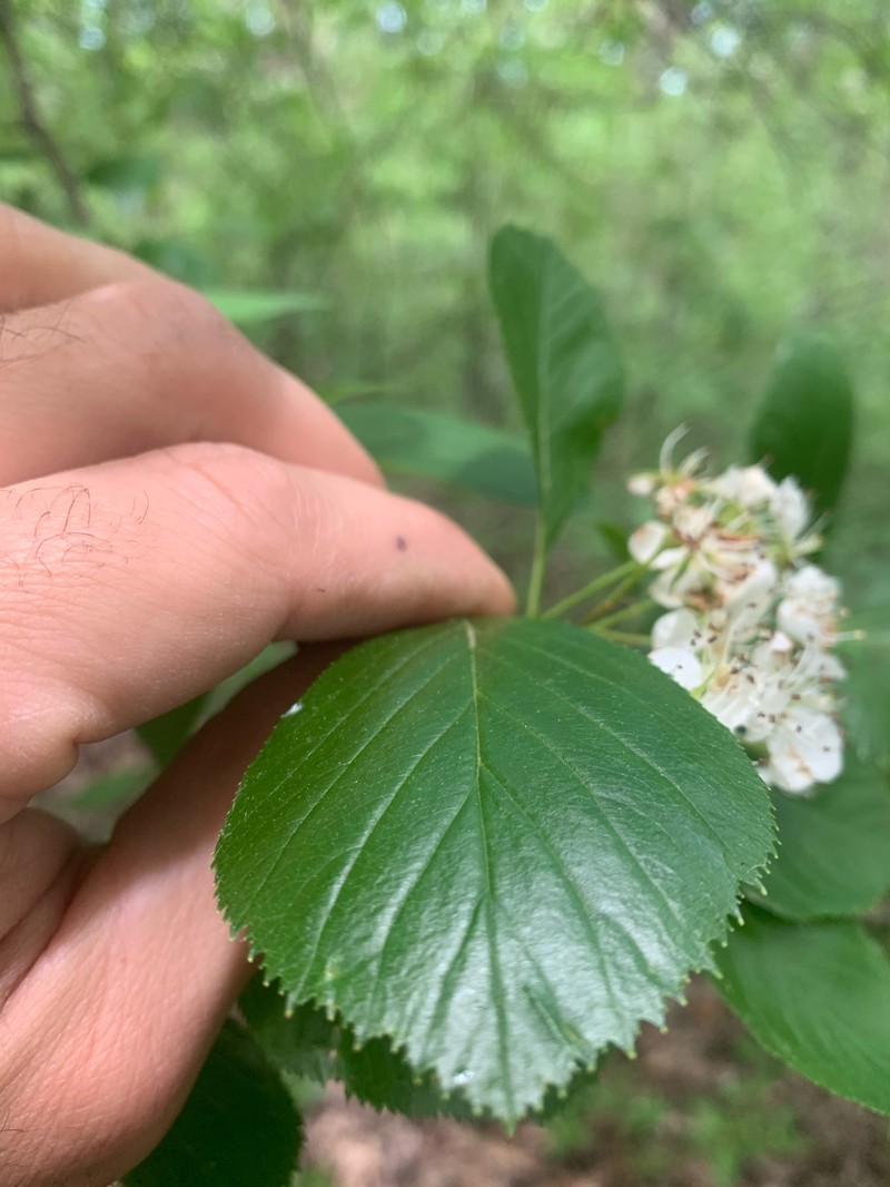 Grand Hawthorn